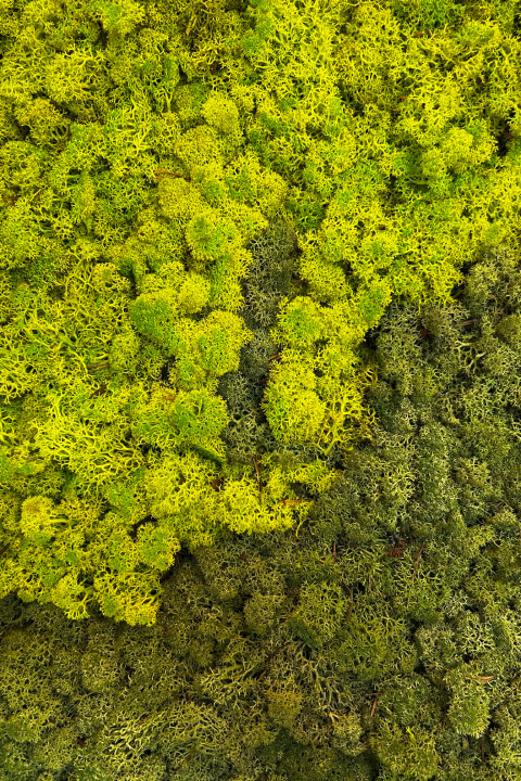 A close-up of the forest-wall at Beech office